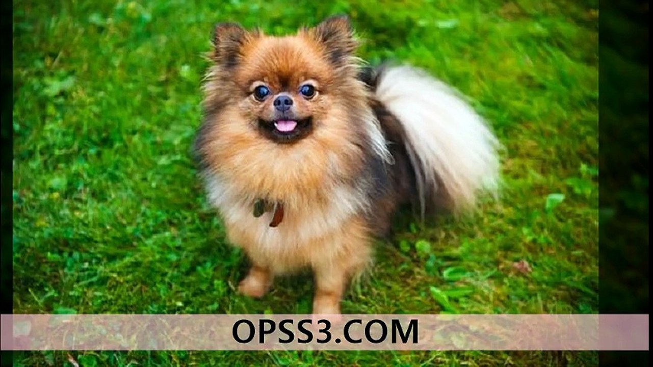Pomeranian 강동오피 강동건마 오피쓰 OPSS3.COM