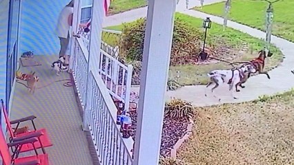 Une femme tente de sortir ses deux gros chiens..