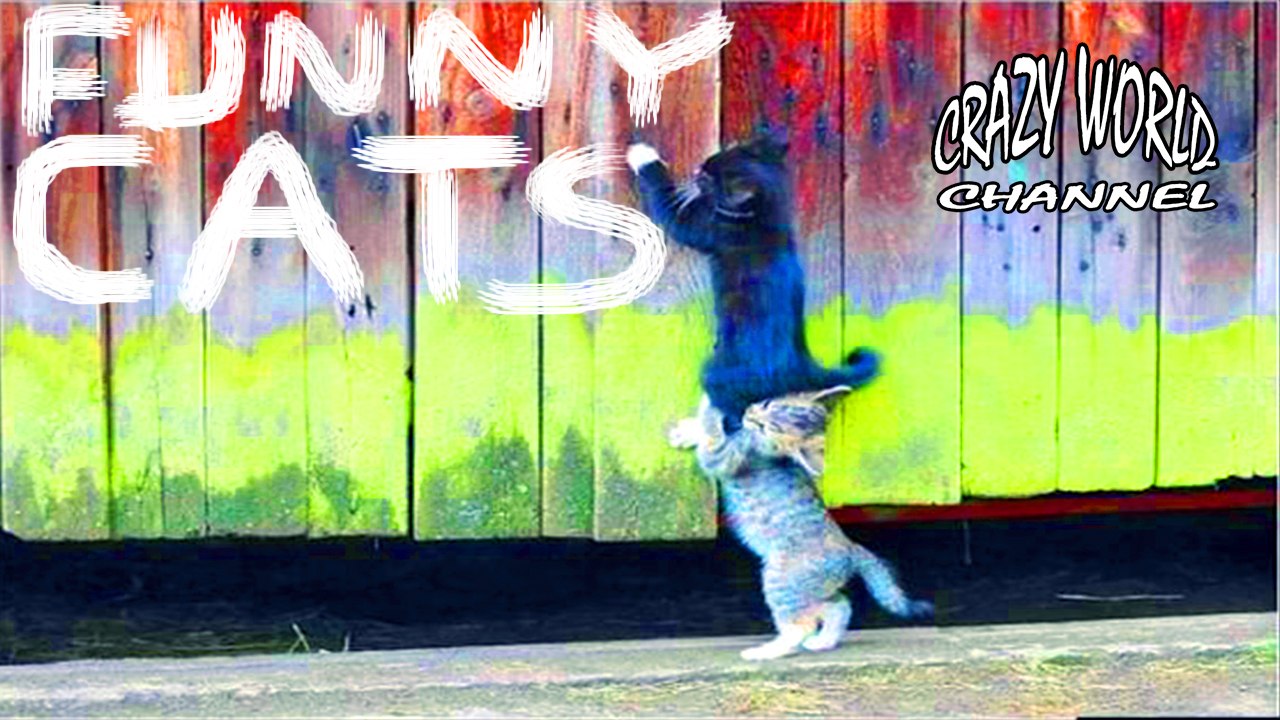 Funny Cats Compilation 2017 Cat Fails 2017 Funny Pets 2017 #4