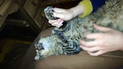 Cat grabbing fingers