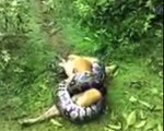 Il sauve son chien mal en point face à un énorme python