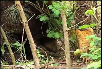A cat finds face to face with a grizzly bear What Happens Shortly After All Surprising