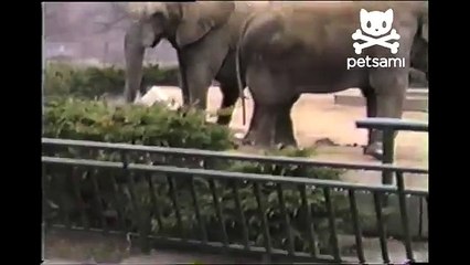 The woman throws an elephant stone The animal's reaction did not sink into account