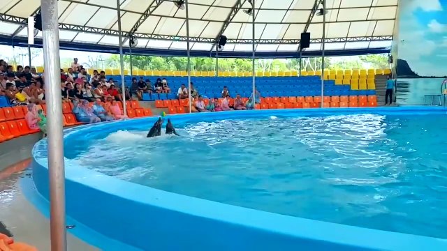 Chú voi con ở bản đôn, Chú ếch con Remix, Xiếc cá heo - Nhạc thiếu nhi vui nhộn hay nhất