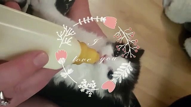 Ils trouvent un chaton abandonné par sa maman, regardez la façon dont il bouge ses oreilles lorsque ses sauveteurs le no