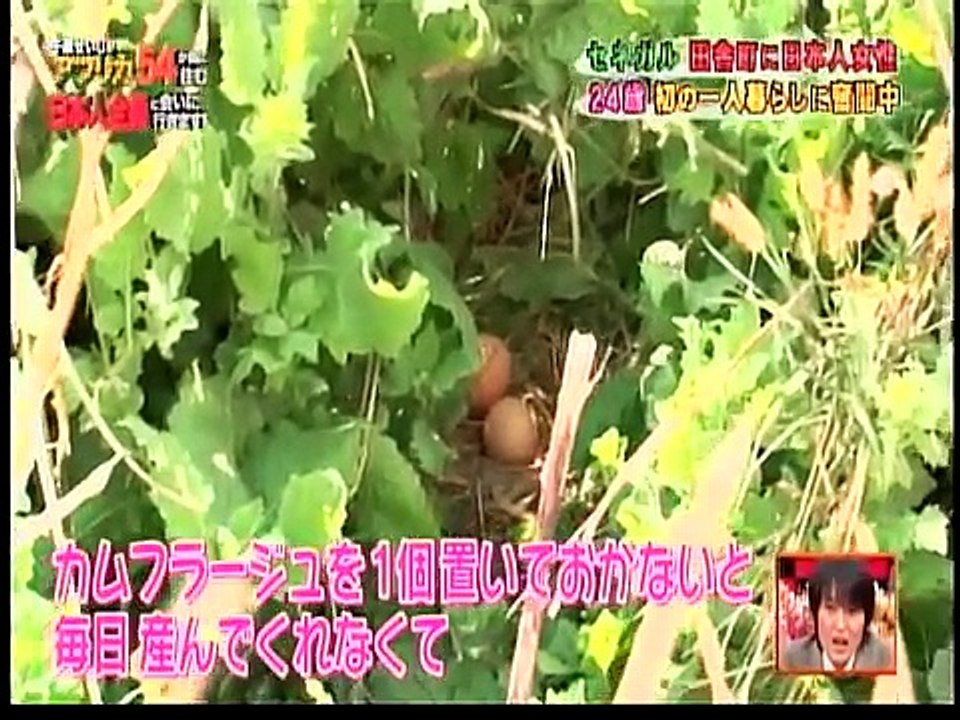 様子がおかしい千原せいじ　カメラがなかったら絶対くどいていた