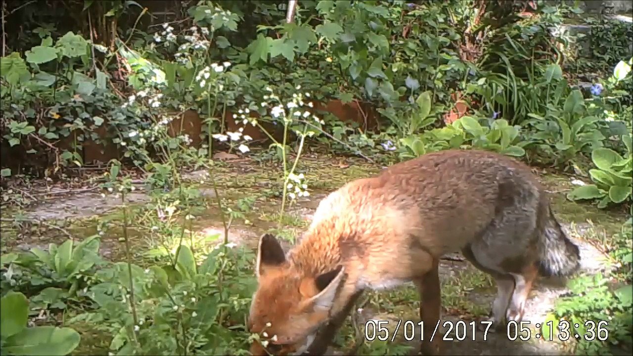 Renard éclopé, en plein jour, à Rouen, 01/05/2017