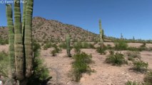 GIANT Saguaro Cactus-C6y5mbEb_80