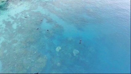 Environmentalists fear damage to Great Barrier Reef amid coal mine talks