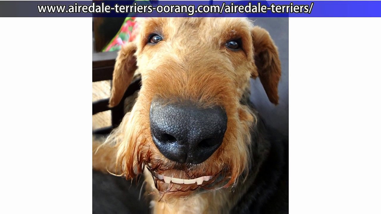 Airedale Terriers