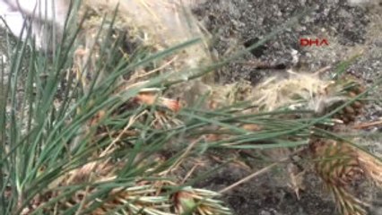 Kahramanmaraş Ağaçları 'Terminatör Böcekler' Koruyacak