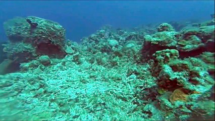 Ce plongeur a la chance de pouvoir caresser un poisson sous l'eau