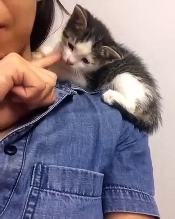 Y'a pas meilleur endroit pour dormir Chaton adorable