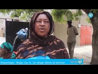 Bopp, un singe sème la panique