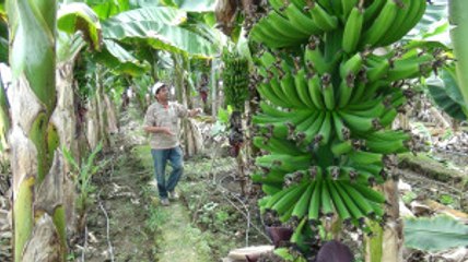 Muz Fiyatları Tavan Yaptı