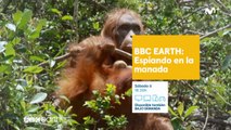 Espiando en la Manada (BBC Earth) - Promo española (HD)
