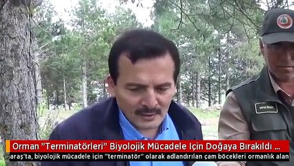 Orman "Terminatörleri" Biyolojik Mücadele Için Doğaya Bırakıldı - Kahramanmaraş