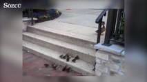 Merdivenden çıkmaya çalışan tatlı ördekler