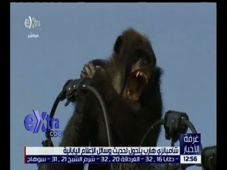 غرفة الأخبار | شامبنزي هارب يتحول لحديث وسائل الإعلام اليابانية