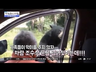 곰이 자동차 문을 열었다! [광화문의 아침] 252회 20160614