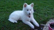 BERGER BLANC SUISSE A POIL LONG - HASKO - (12 semaines)