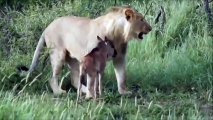 Cette lionne a pitié de ce bébé gnou et tente de le protéger d'une autre lionne