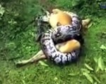 Son chien se fait attaquer par un python et il va essayer de le sauver