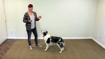 Cute easy and popular trick to train - dog clicker training-DRlOf9nY