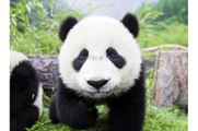 Happy Birthday! Funny Birthday Videos - Petey the Panda