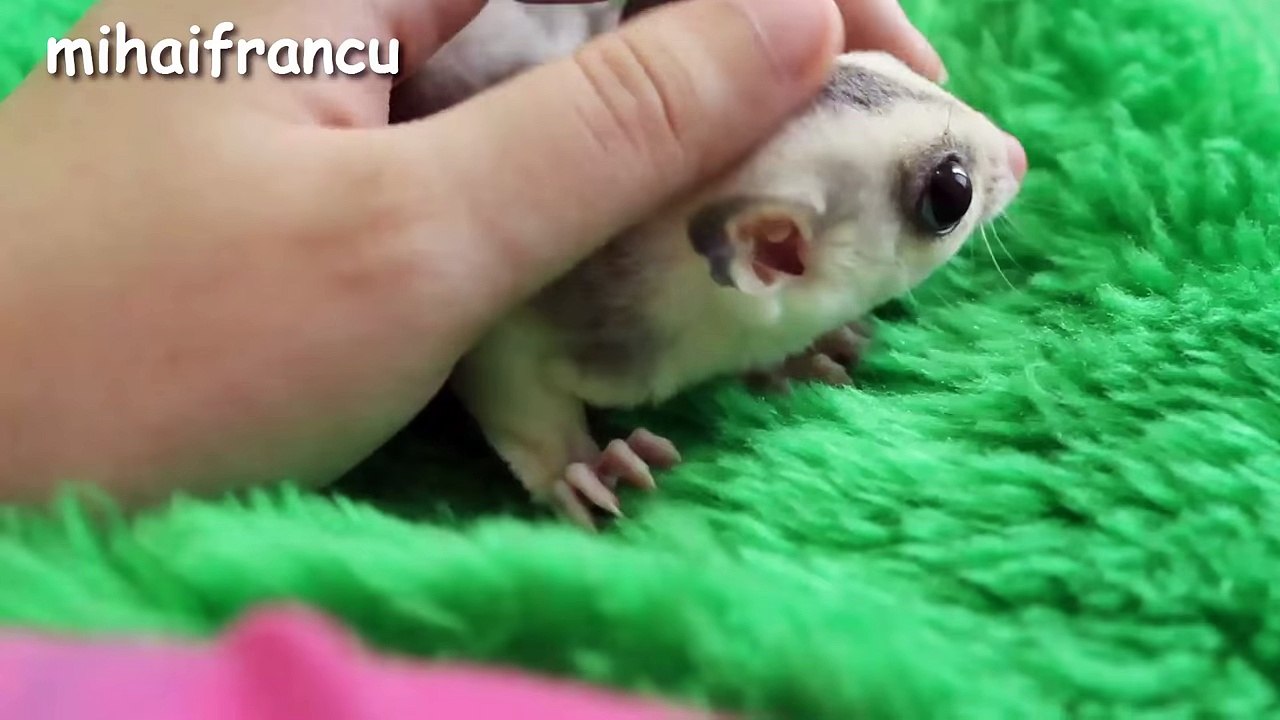 Baby Animals - A Cute Animal Videos Compilation 2017