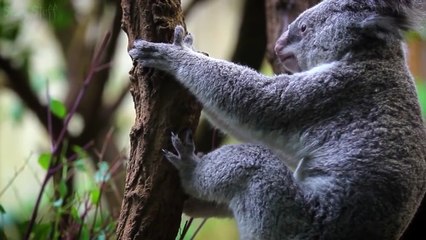Cute Animals That Can Kill You