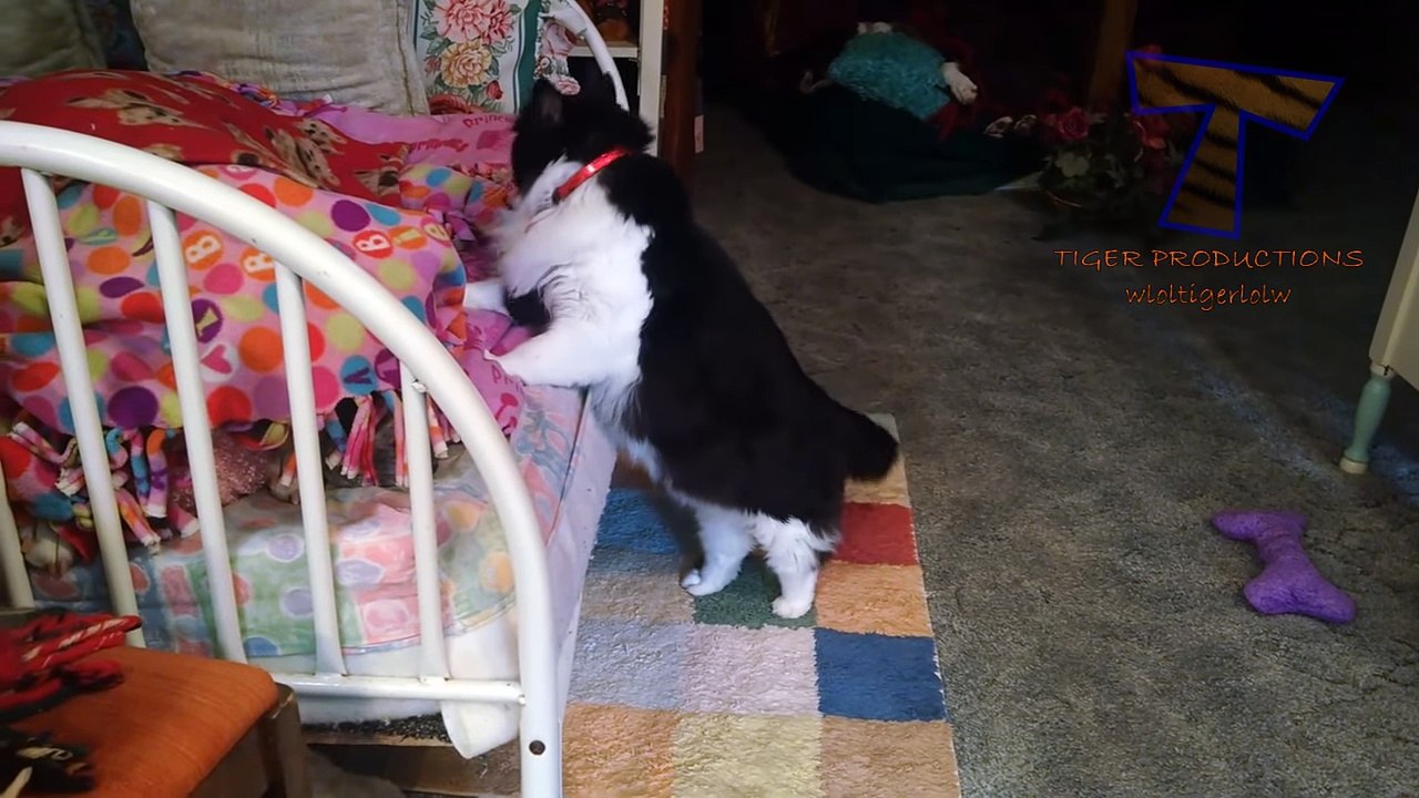 Funny cats compilation - Cats are so funny you will die laughing