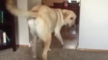 Dog Conquers Fear of Stepping onto Carpet - Golden Retriever