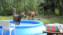 Piscine squattée par des Elans ! Bon bain !