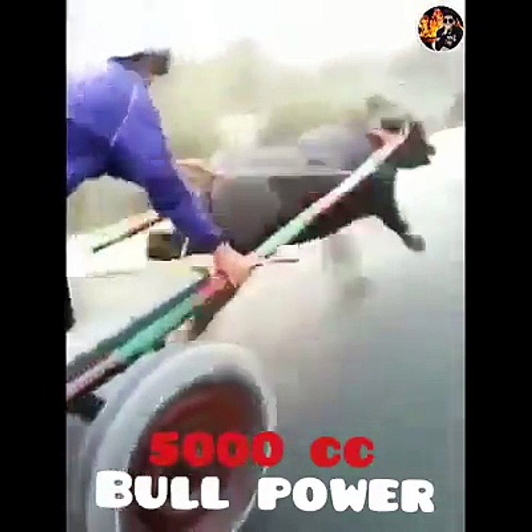 ⁣Bull Race