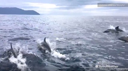 Dolphins chase speeding boat off Tasmanian coast