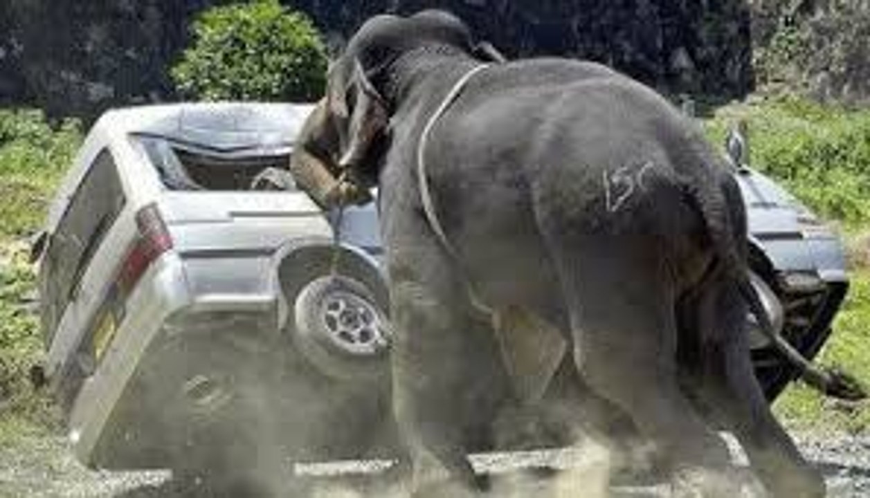 جانورں نے عورت کے ساتھ کیا کیا وڈیو دیکھیں