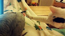 Parrot vs Cat