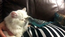 Patient cat allows helpful parrot to groom eyelids