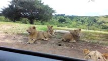 Afrohen me veturë pranë tufës së luanëve, ja si e pësojnë (Video)