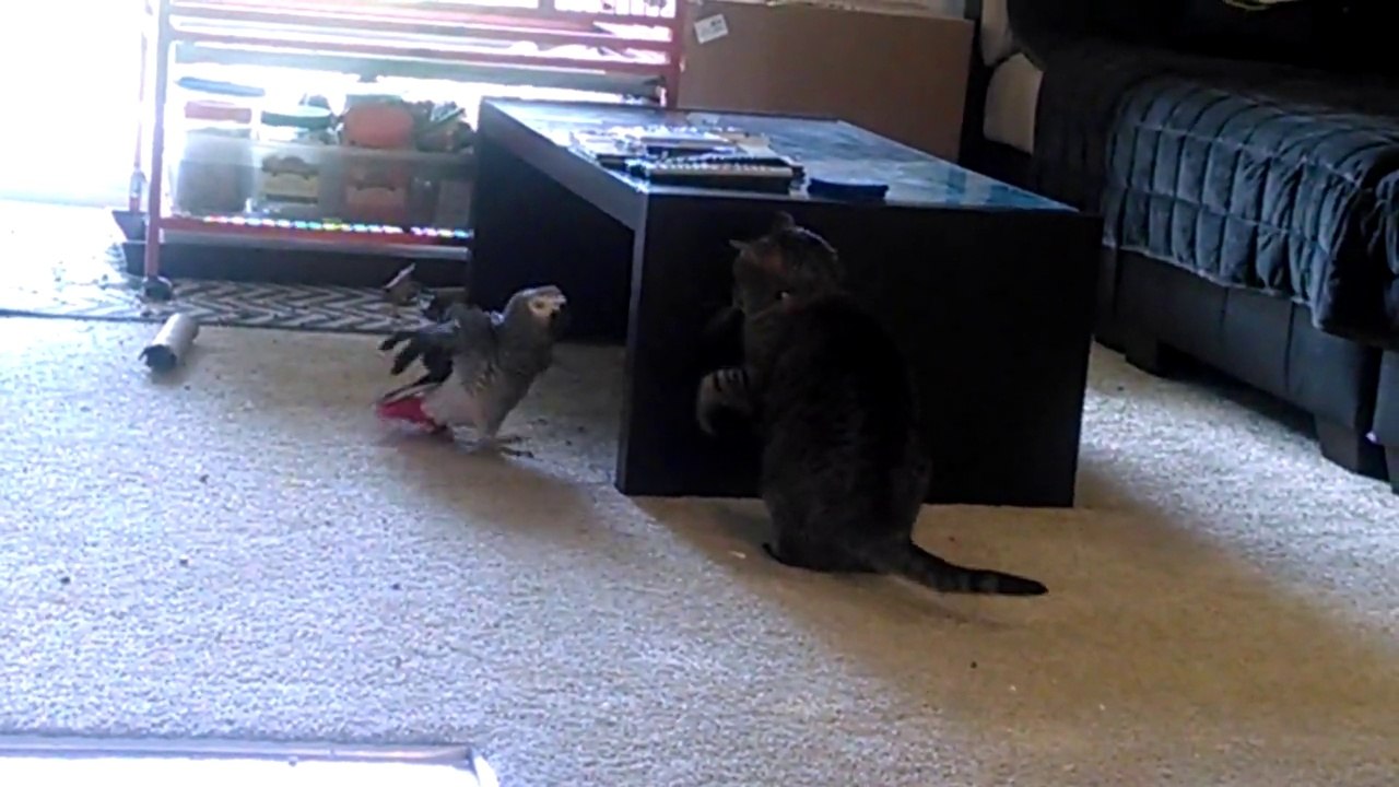 Parrot vs Cat: Living room stand off!