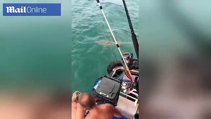 Un australien essaie de battre un requin comme un cow-boy !! Mais le requin lui morde la jambe