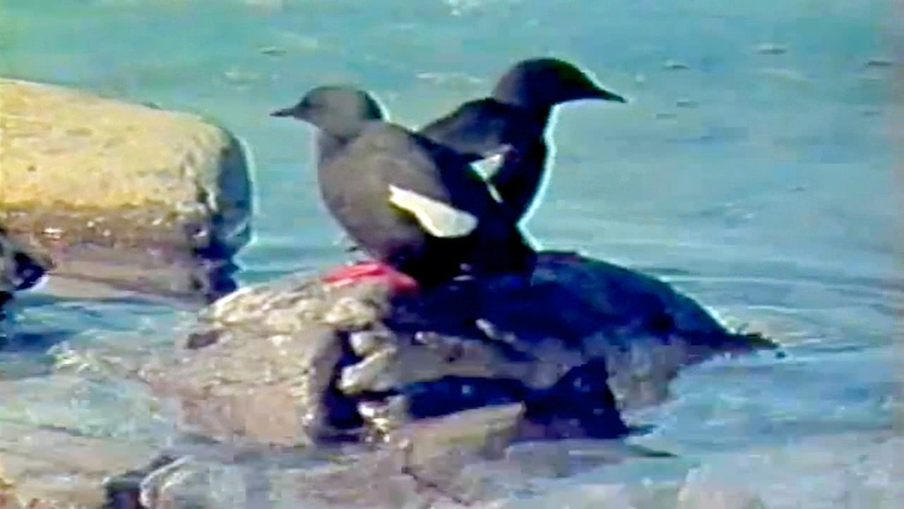 Gavka (Opstanak, Anglia)