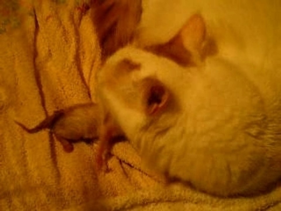 Premier chaton de Zillah
