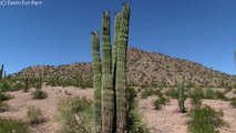 GIANT Saguaro Cactus-C6y5mbEb_80