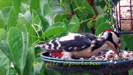 le pic épeiche chez  roguidine