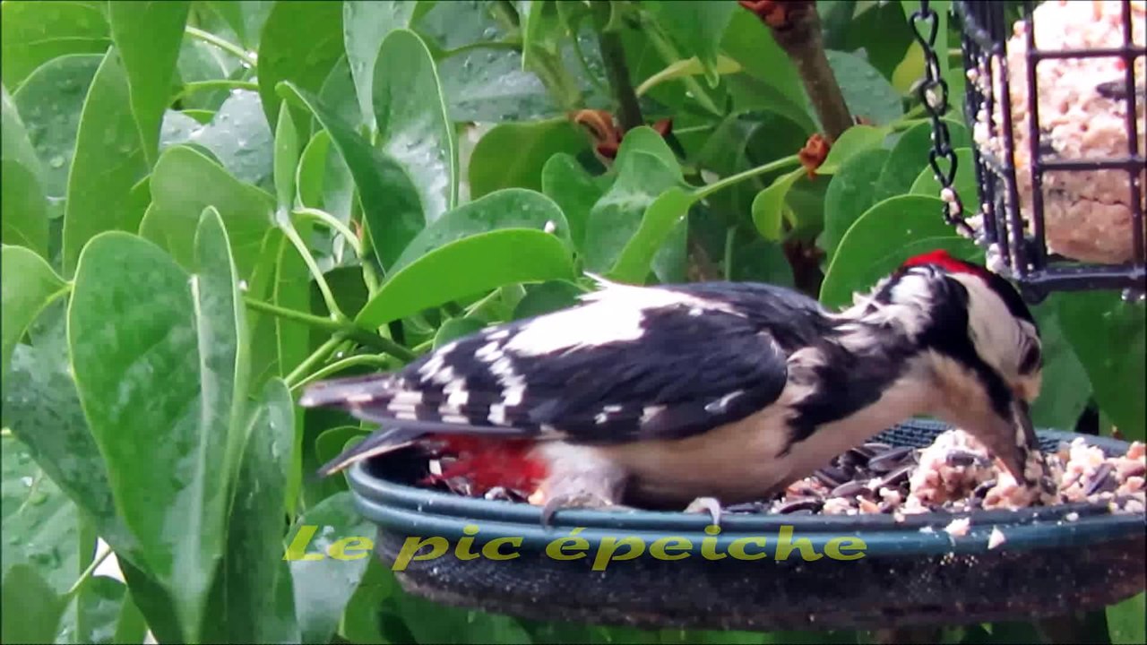 le pic épeiche chez  roguidine