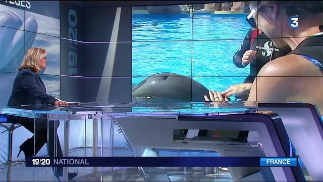 Un arrêté interdit à terme la captivité des dauphins et des orques en France