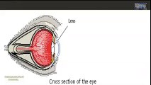 EYE AND FOCUS THE STRUCTURE AND FUNCTION ANIMATION WELL EXPLAINED