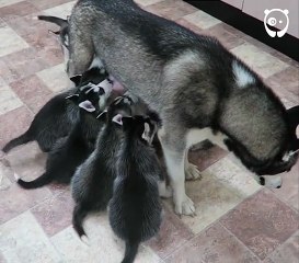 In Every Family There Is Always One Member That Stands Out Like This Husky Pup